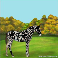 Horse Color:Amber Champagne Near Leopard