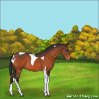 Horse Color:Brown Tobiano