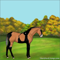 Horse Color:Bay Sabino Splash Tobiano 