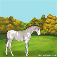 Horse Color:Classic Champagne Roan Splash Appaloosa 