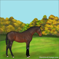 Horse Color:Gray Brown 