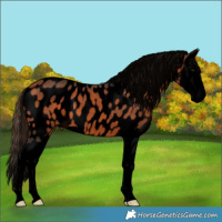 Horse Color:Void Bay Splash Near Leopard 