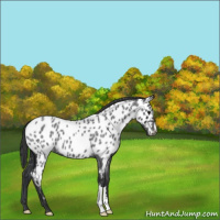Horse Color:Blue Roan Near Leopard 