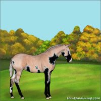 Horse Color:Silver Bay Roan Splash