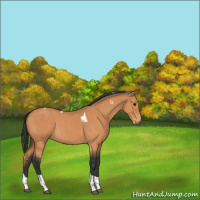 Horse Color:Bay Roan Tobiano 