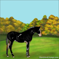 Horse Color:Gray Buckskin Roan Near Fewspot 