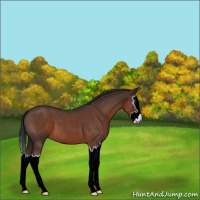 Horse Color:Gray Brown Roan Splash
