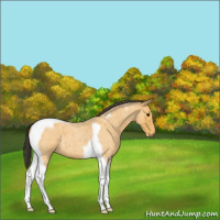 Horse Color:Buckskin Roan Tobiano