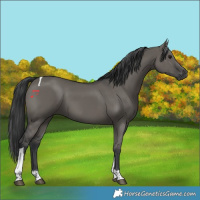 Horse Color:Grullo Tobiano 