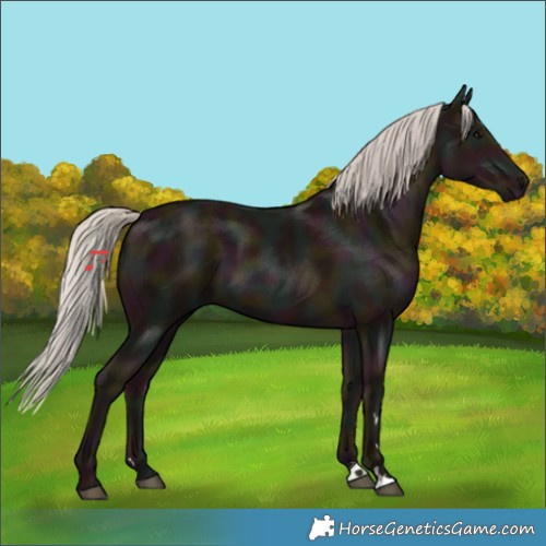 Horse Color:Midnight Silver Black