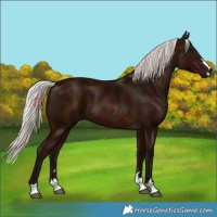 Horse Color:Midnight Silver Bay 