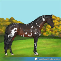 Horse Color:White Spotted Brown 