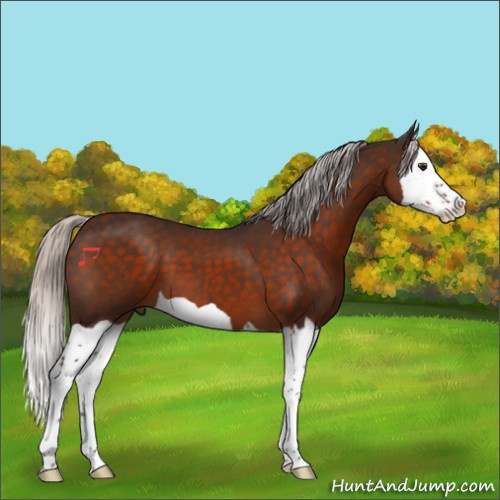 Horse Color:Silver Brown Splash 