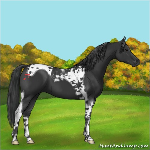 Horse Color:Black Tobiano 