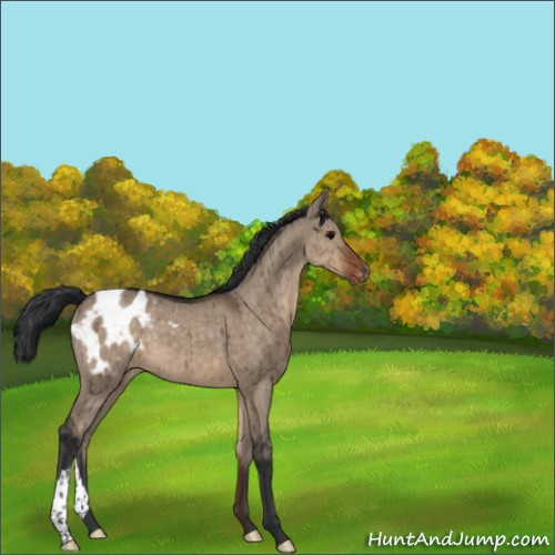 Horse Color:Brown Dun Appaloosa Brindle 