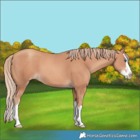 Horse Color:Gold Champagne Splash 