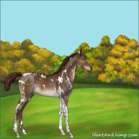 Horse Color:Gray White Spotted Chocolate Brown Dun Tobiano Brindle 