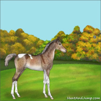 Horse Color:Silver Brown Dun Mushroom Tobiano Rabicano Brindle 