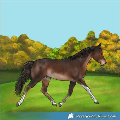 Horse Color:Liver Chestnut Tobiano 