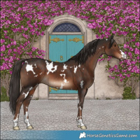 Horse Color:White Spotted Liver Chestnut 