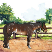 Horse Color:Gray White Spotted Liver Chestnut 