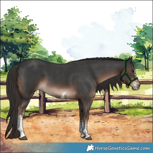 Horse Color:Liver Chestnut Sabino 