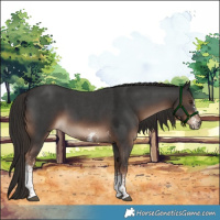 Horse Color:Liver Chestnut Sabino 