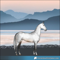 Horse Color:Gray White Spotted Brown Appaloosa 