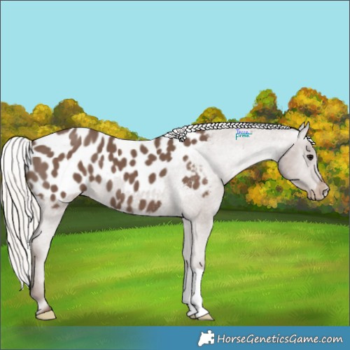 Horse Color:Silver Black Appaloosa 