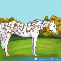 Horse Color:Silver Black Splash Appaloosa 