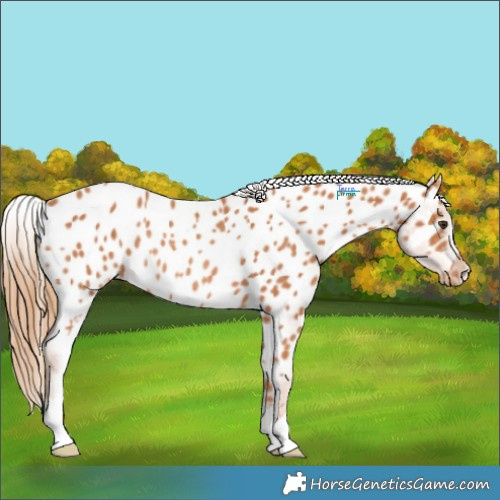 Horse Color:Chestnut Appaloosa Rabicano 