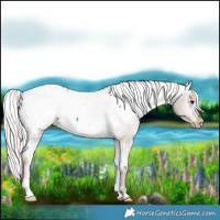 Horse Color:Silver Black Appaloosa Rabicano 