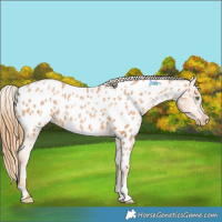 Horse Color:Chestnut Pearl Appaloosa