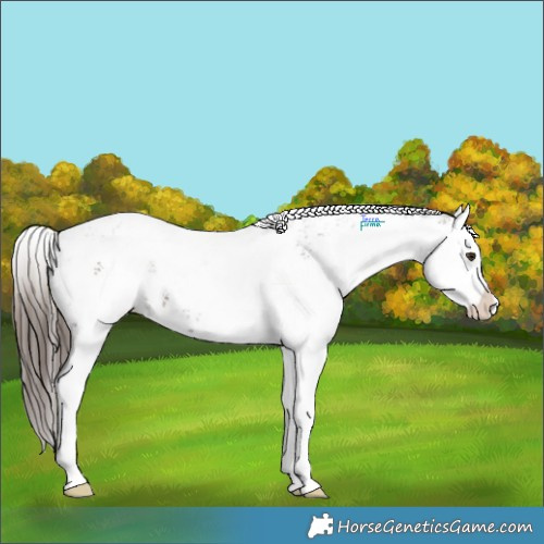 Horse Color:White Spotted Liver Chestnut Splash Appaloosa