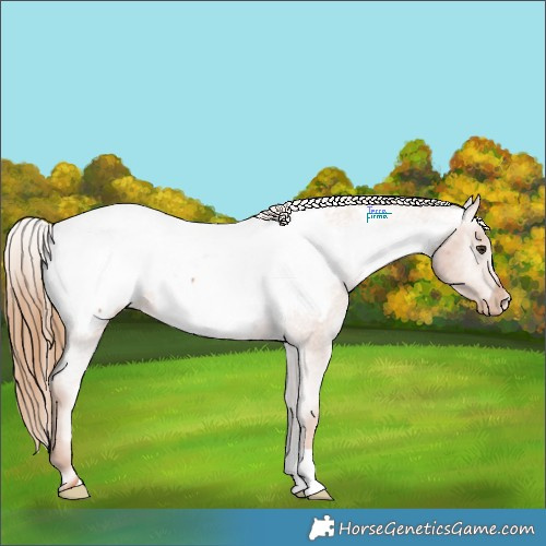 Horse Color:Chestnut Appaloosa