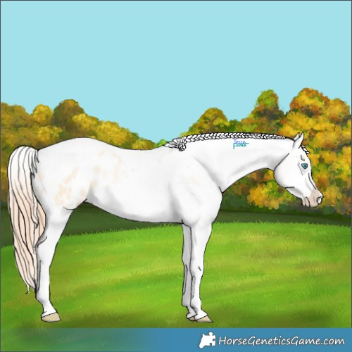 Horse Color:Classic Cream Champagne Pearl Dun Tobiano Appaloosa Rabicano