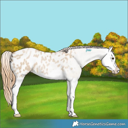 Horse Color:Grullo Pearl Splash Appaloosa