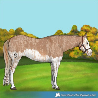 Horse Color:Red Dun Splash  and Red Dun Splash 