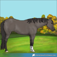 Horse Color:Smoky Grullo 