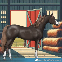 Horse Color:Liver Chestnut 