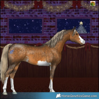 Horse Color:Chocolate Palomino 