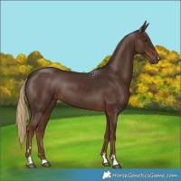 Horse Color:Liver Chestnut 