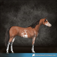 Horse Color:Bay Sabino Rabicano and Bay Sabino Rabicano