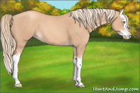 Horse Color:Gold Champagne Splash 