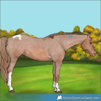 Horse Color:Chestnut Tobiano Appaloosa Rabicano 