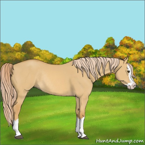 Horse Color:Palomino Dun Splash Rabicano