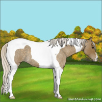 Horse Color:Silver Smoky Blue Roan Tobiano