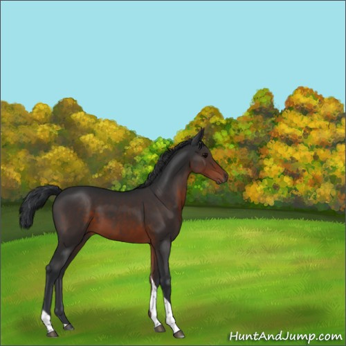 Horse Color:Brown Tobiano