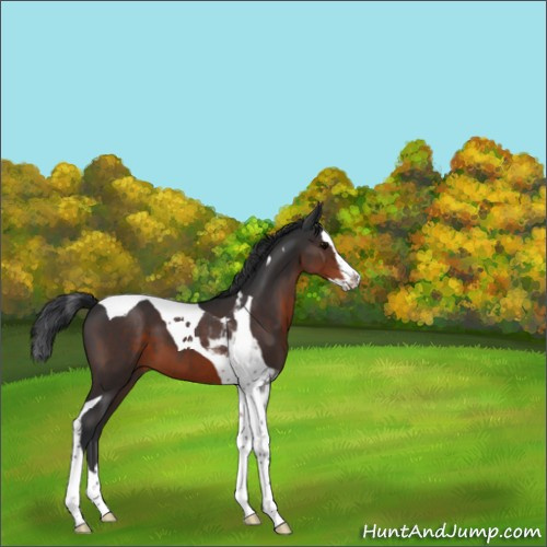 Horse Color:Brown Splash Tobiano