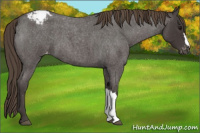 Horse Color:Smoky Blue Roan Snowcap